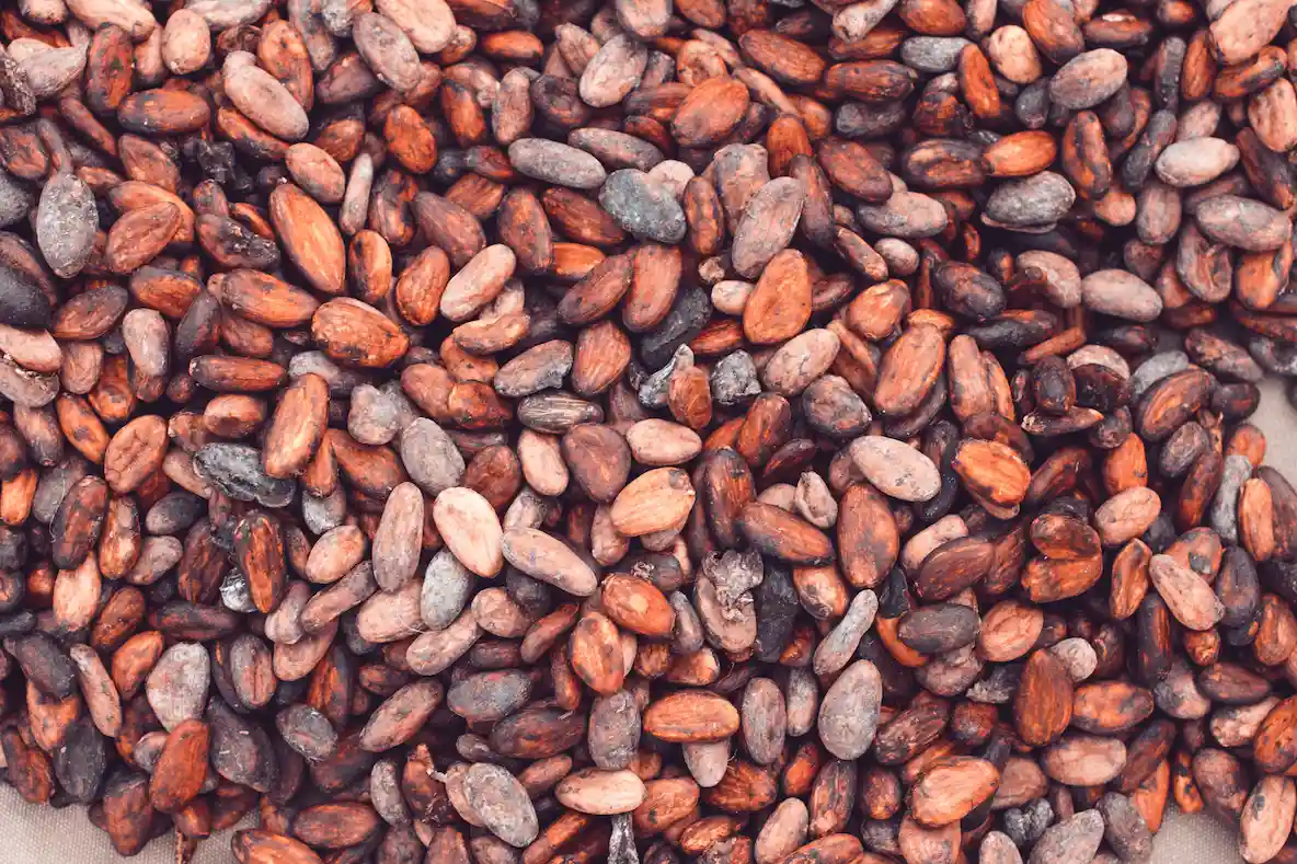 Nigerian cocoa beans for export